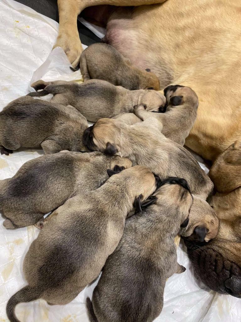 bullmastiff puppies for sale gumtree
